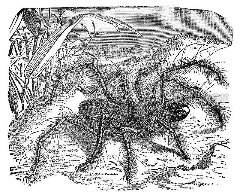 骆驼蜘蛛(Galeodes Arabs) - 19世纪